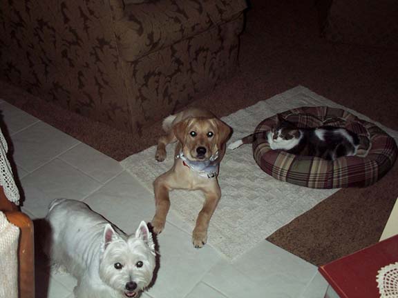 Joey, Lulu and Krummcakes